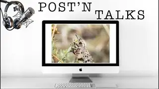 POST'N TALKS • Il FormicaLeone