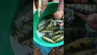 Baciada de Piau flamengo 🤯