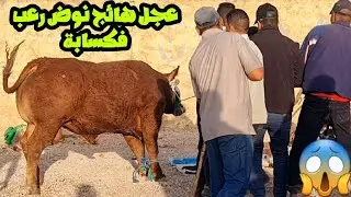 عجل هائج😱نوض ررعب فكسابة وكزارة كولشي خاف منو😱ماقدوش إشدوه