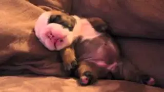 Small puppy dreaming