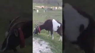 Вечер в деревне.