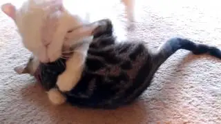 Are cats playing or fighting 3 新舊貓相處 (新舊貓打架) 3