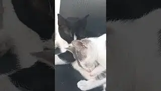 cat mother and baby