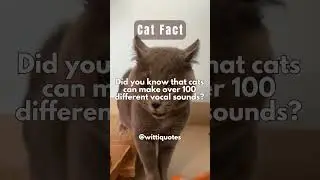 Unbelievable, Hilarious Feline Fact!😻 