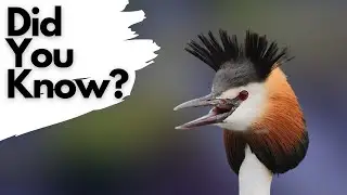 Facts you should know about GREAT CRESTED GREBES!