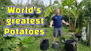 The great Potato reveal and a Banana tree SURPRISE!!!!!