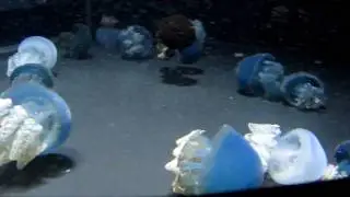 Blue Blubber Jellyfish- Baltimore National Aquarium