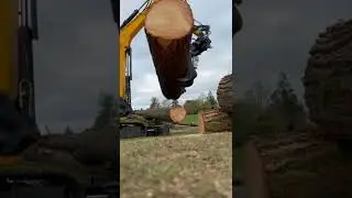 Satisfying Video TikTok Shorts lips nectar bee swarm
