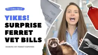 True Cost Of Ferrets: How Much I Spent At The Vet $$$