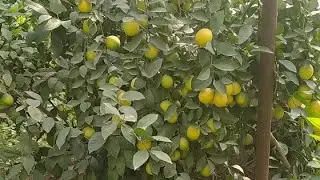 Teplitsada Limonlar Daxshat