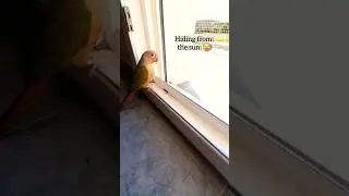 Hiding from the sun 🤣 #wow #cuteanimals #bird #shortvideo