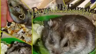 🌾Как я провожу день со своими 🐹🐹🌾// Что случилось с моей хомячихой?!!/🧐🤔