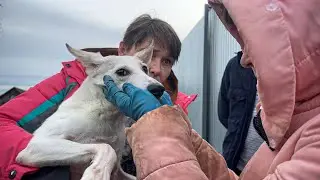 Doctors almost killed a dog, the consequences of poor hospital conditions...