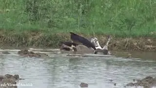 Comb Duck - एक ने दूसरी को पानी में दबा दिया 😊 #youtube #birds #youtubeindia #duck #mating #nakta