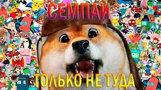 228 АЯ НАРЕЗ0ЧКА СОБАЧИЙ КАЙФ