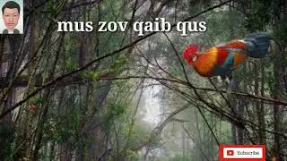teeb neej neeg - mus nyas qaib qus