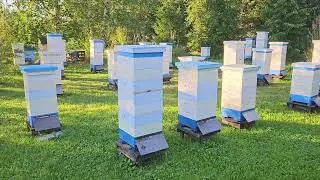 Пасека 7 августа  Попытка сокращения ульев