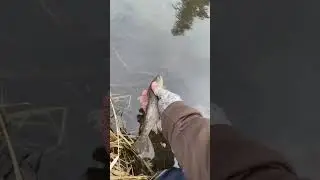 Поймал - отпусти! 