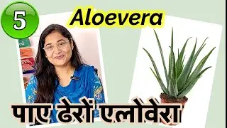 🔴ALOEVERA PLANT COMPLETE CARE, BUSHY HEALTHY SOIL FERTILIZER/ एलोवेरा को कैसे घना करें #gardening