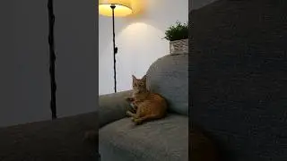 ❤️Кот Артём❤️
