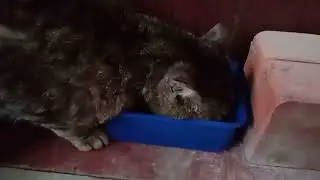 Котик 