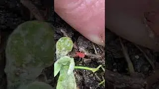 Tiniest creatures you only see when you squat down to pee￼