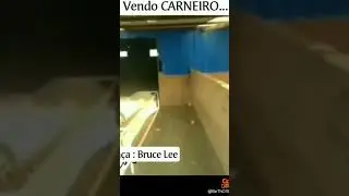 #brucelee #carneiros #shorts