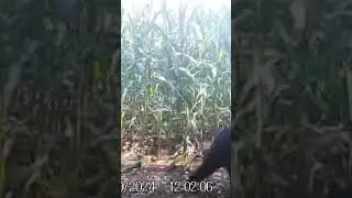 Bears are back at the cornfield #2024 #new #hunting #nature #wildlife #bear #blackbear #trailcam