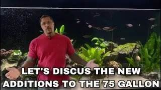 LET’S “DISCUS” THE NEW ADDITIONS TO THE 75 GALLON