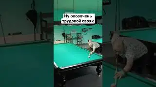 Хороший своячок #бильярд #рекомендации #billiard #крыжановский #миронова #сталев #shorts