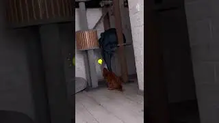 Коты генераторы идей 