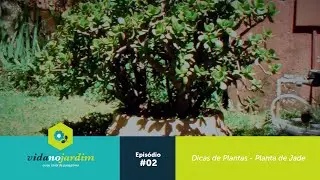 Dicas de Plantas - Planta de Jade