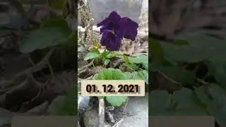 Цветы на клумбе зимой ❄️