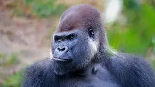 Big Silver Black Gorilla Eating