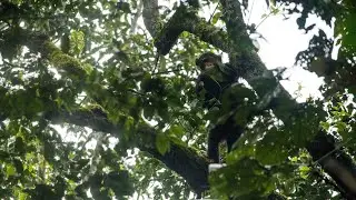 Chimp Trekking Uganda | Africa Odyssey