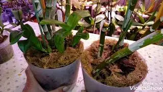 Dendrobiums | Orchid Growth and Development | Orchid Overview