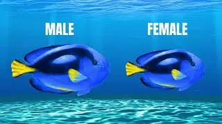 Blue Tang facts | Blue Surgeonfish | Meta Magics