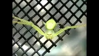 Spiders Lurking Around Your House - Part 3