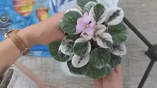 Как купаю и слежу за чистотой своей коллекции фиалок