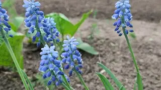 Весенняя зарисовка