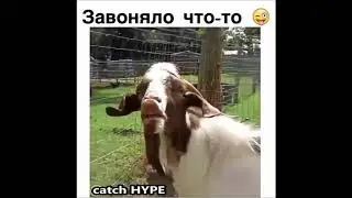 Как пукают животные умираю со смеху 😂