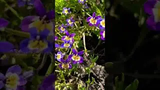 Дикие Анютины Глазки / Виола