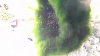 Blood parrot cichlid eggs