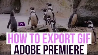 How to export GIF using Adobe Premiere