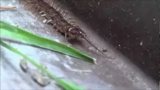 centipede up close. Hunting a ant.
