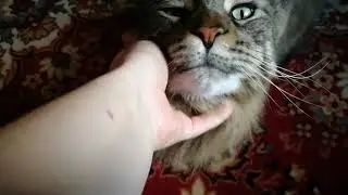 #Мейн