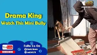 Drama King : Watch This Mini Bully