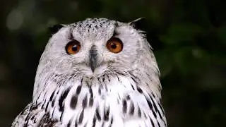 Лес и Горы. Сова и Волк. Очень красивое видео. Природа и Релакc / Forest and Mountains. Owl and Wolf