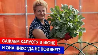 Сажаем капусту в июне, и она никогда не повянет!