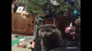 Шотландский котенок Бося (Босс) - и Новый Год, Елка